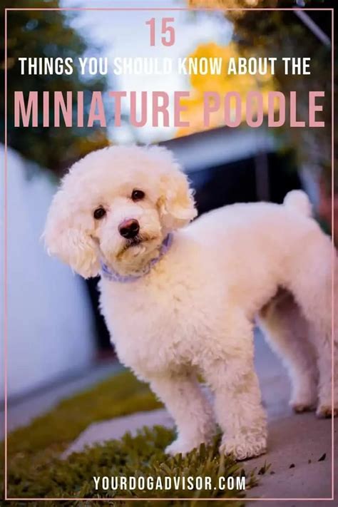 minipuddel|15 Things You Should Know About The Miniature Poodle